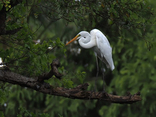 egret perched on a branch