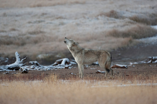 Wild Grey Wolf in Yellowstone National park, Wyoming USa