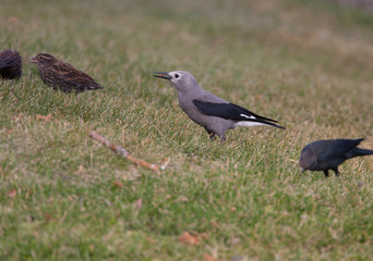 Clark's Nutcracker in Yellowstone National Park in Wyoming