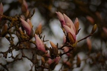 Magnolie