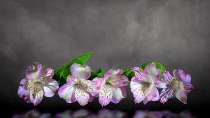 White and purple fuchsia on a gray background