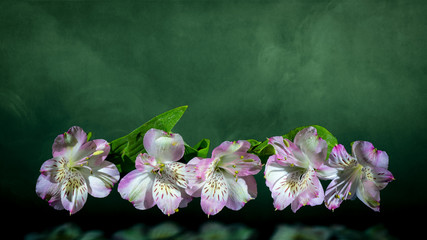 Fototapeta na wymiar White and purple fuchsia on a green background