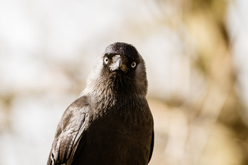 Jackdaw (Corvus monedula) portrait