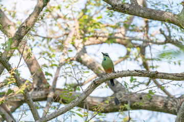 Turquoise-browed Motmot (Eumomota superciliosa)