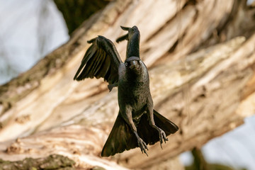 Fototapeta premium Jackdaw (Corvus monedula) taking flight