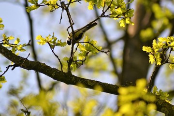 Frühling 