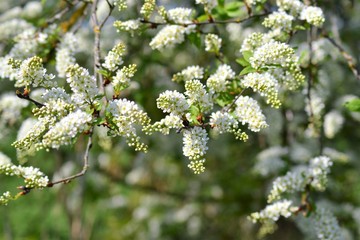 Frühling 