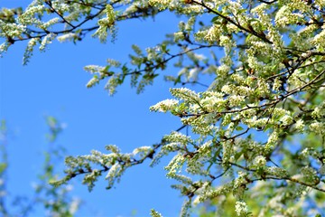 Frühling 