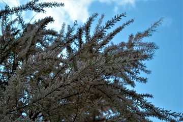 Frühling 