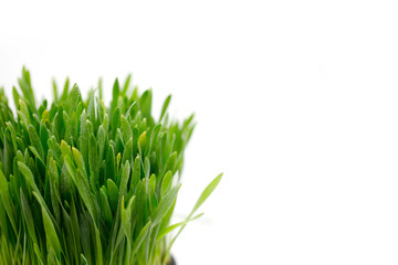 green grass isolated on white background