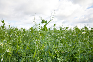 Blooming peas on the field.