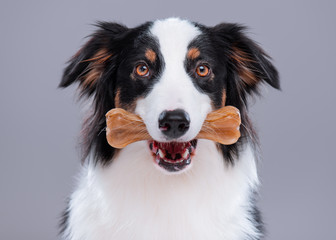 Close up portrait of cute young Australian Shepherd dog with chew bone on gray background....