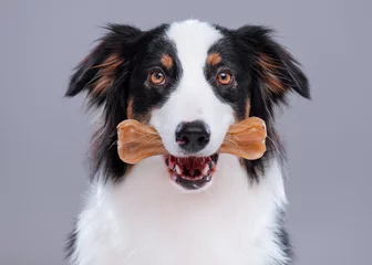Fotobehang Close up portrait of cute young Australian Shepherd dog with chew bone on gray background. Beautiful adult Aussie with pet accessories for eat. © DenisNata