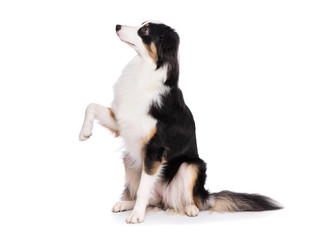 Portrait of cute young Australian Shepherd dog sitting on floor, isolated on white background. Beautiful adult Aussie, frontal and looking upward. © DenisNata
