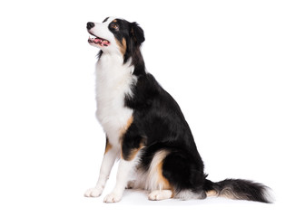 Portrait of cute young Australian Shepherd dog sitting on floor, isolated on white background....