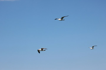 하늘을 날으는 갈매기