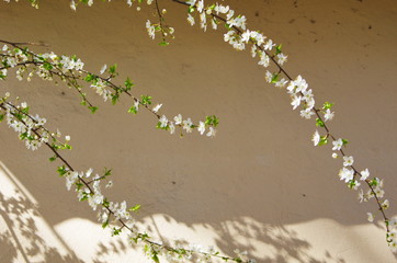 blooming cherry branch  casting shadow on the light wall