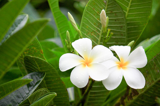 White plumeria flowers 