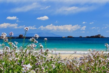 ハマダイコンの花と青い海