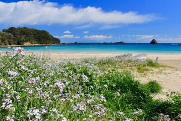 ハマダイコンの花と青い海