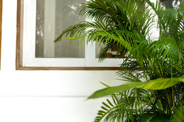 white wooden window with tropical plants