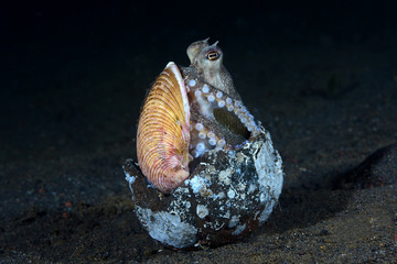 Incredible Underwater World - Coconut octopus - Amphioctopus marginatus. Diving and underwater photography. Tulamben, Bali, Indonesia.