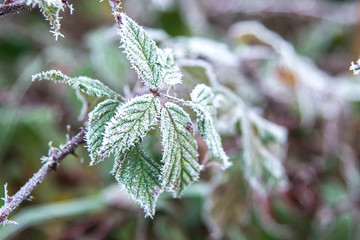 Feuille gelée en hiver