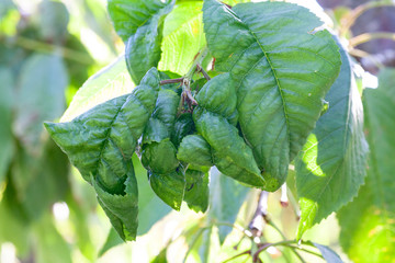 Aphids damage leaves parasite pest