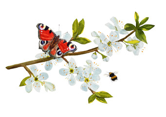 Beautiful butterfly on a flowering cherry branch. Hand drawn watercolor - 259361374