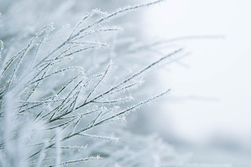 Nature under the snow in the winter	