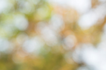 green leaves on sunshine background.