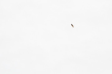 A live insect on the snow in winter