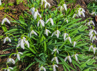 Snowdrops in the forest in the early spring. Wild flowers on the meadow.