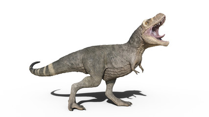 Obraz na płótnie Canvas T-Rex Dinosaur, Tyrannosaurus Rex reptile roaring, prehistoric Jurassic animal isolated on white background, 3D illustration