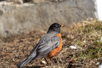 Merle d'Amérique, American Robin Sherbrooke, Québec Canada