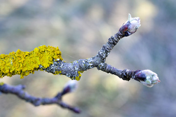 Tree fungus on old apple tree