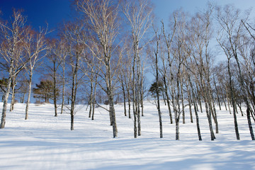 雪に覆われたダケカンバの林