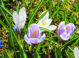 Beautiful gently lilac flowers of crocuses on a sunny spring day in the garden.
