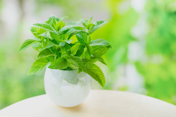 瓶に入ったアップルミントの葉