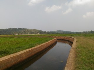 Fototapeta na wymiar canal between the paddy farms 