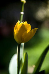 yellow tulip and baroque background