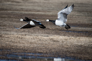 White-faced geese
