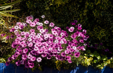 corner of purple daisies at garden