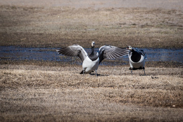 White-faced geese