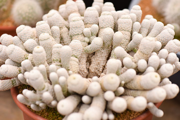 Macro closeup of cactus in a pot. Selective focus.