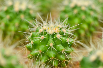 Macro closeup of green cactus in the garden. Selective focus.