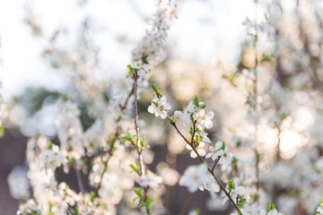 spring tree isolated