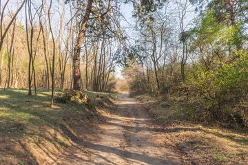mountain wood road