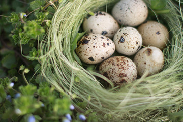 Naklejka na ściany i meble Eggs in the nest on the grass. Protection of offspring. Organic food. Wildlife. For Easter.