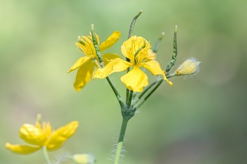 Raphanus raphanistrum yellow wildflower